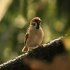 Brown Flycatcher - Always on lookout