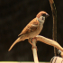 Brown Flycatcher - Resting