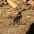 Black and white Flycatcher - On the ground
