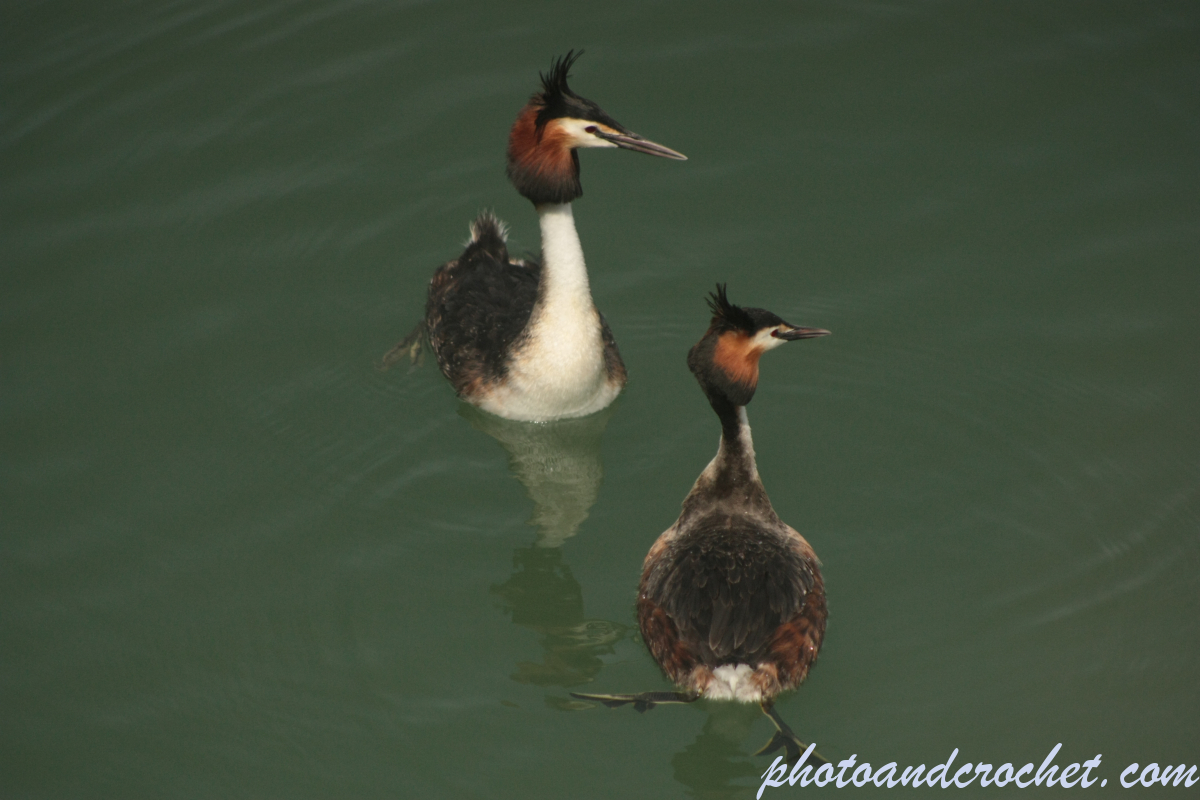 Great Crested Grebe - Image