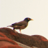 Common Myna - Walking the roof