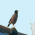 Common Myna - Singing a song