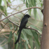 Great-tailed grackle - Resting