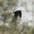 Great-tailed grackle - In flight