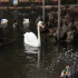 Swan - Perfect white