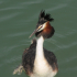 Great Crested Grebe - Podiceps cristatus - What are you looking at?