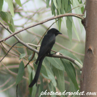 Great-tailed grackle - Resting