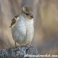 House sparrow - Image