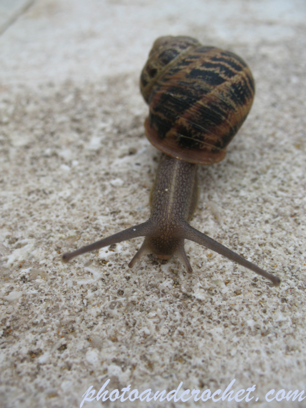 Snail - Image