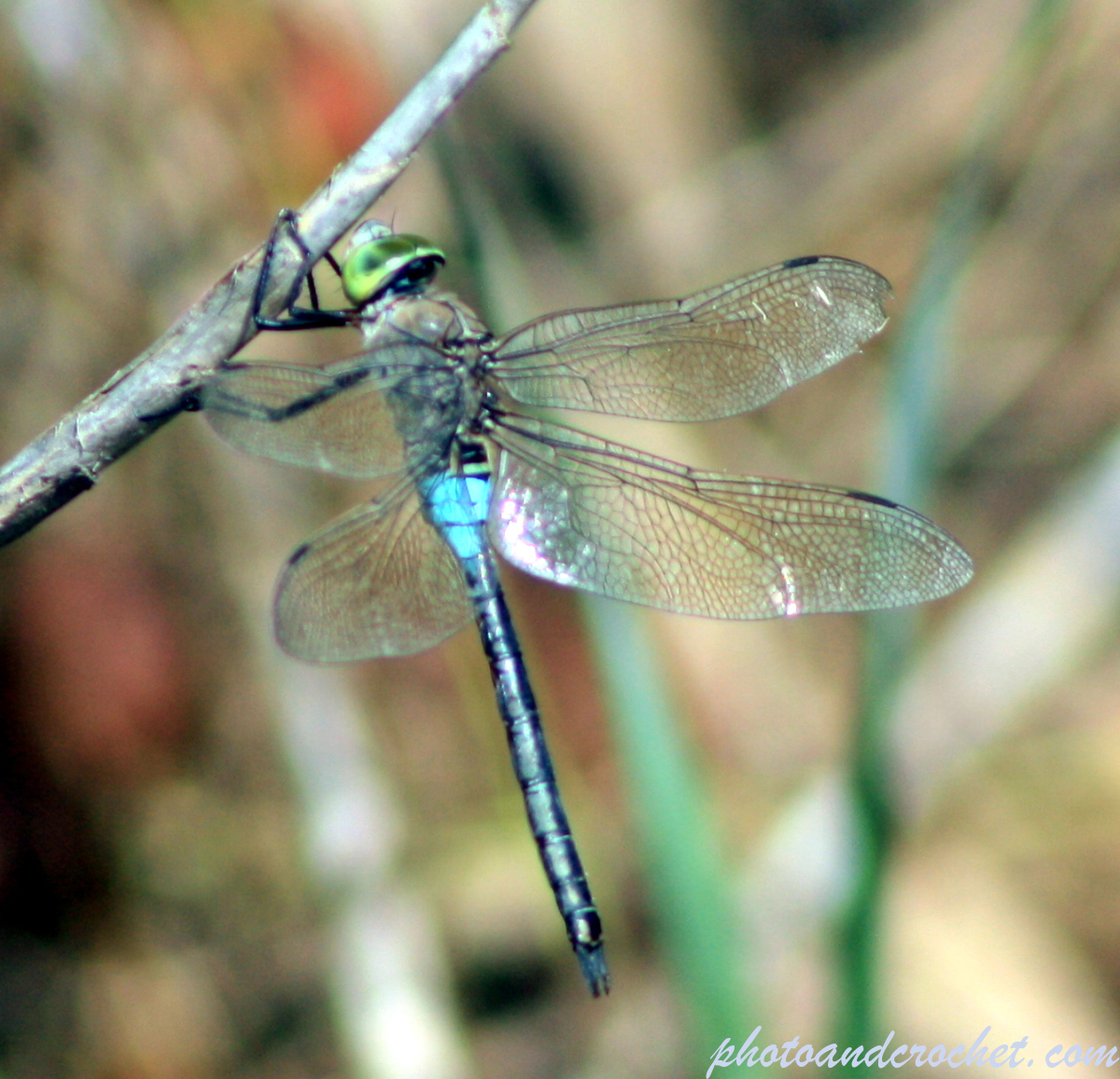 Dragonfly - Image