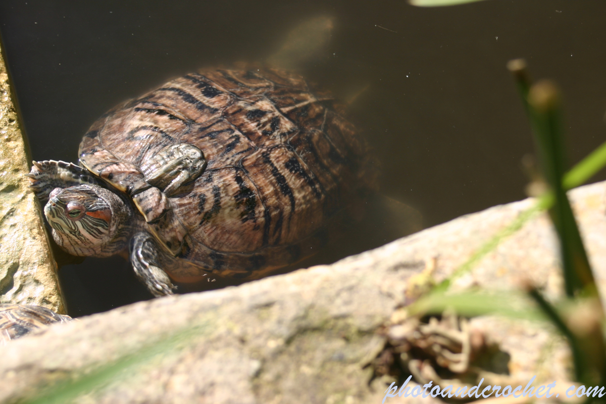 Reeves turtle - Image