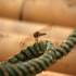 Dragonfly - Guarding the rope