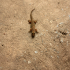 Gecko - Images