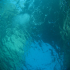 Aquatic Background - Shadow under water