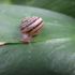 Snail - Across the leaf