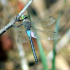 Dragonfly - Image