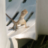 Gecko - On the sunbed