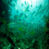 Aquatic Background - Tropical fish