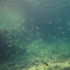 Aquatic Background - Small fish in the shallow