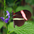 Butterfly - Small Postman - Heliconius erato - Feeding