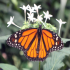 Butterfly - Monarch - Danaus plexippus 02