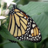 Butterfly - Monarch - Danaus plexippus