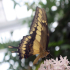 Butterfly - Swallowtail - Papilio machaon