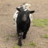 Farm Animal - Nosy Goat