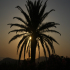 Sunset - Palmtree