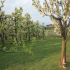 Bodolz - Apple farm