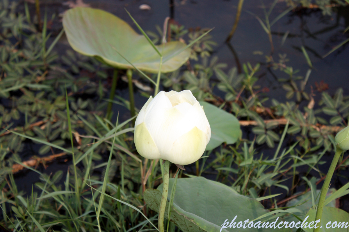 Water-Lily - Image