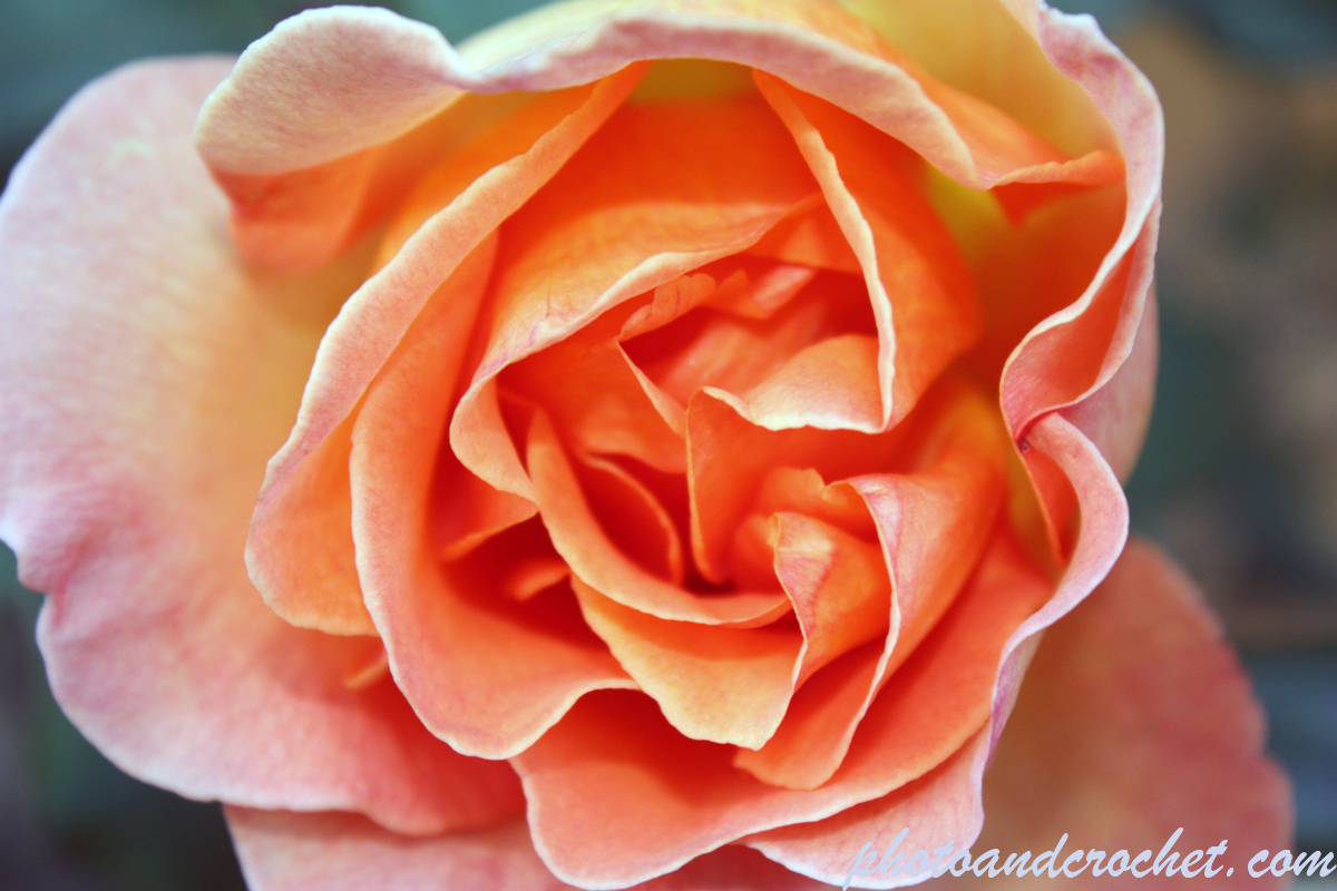 Rose - Image