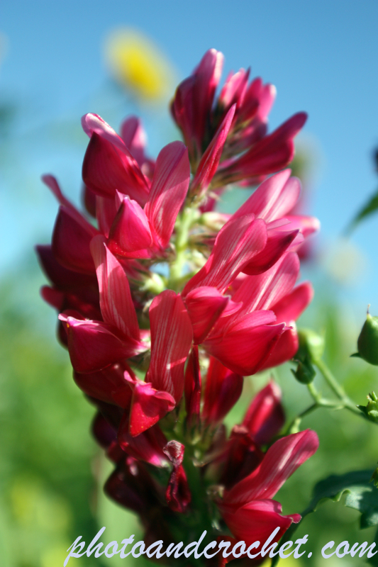 Reddish blooming plant - Image