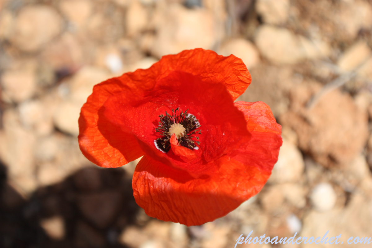 Red Poppy - Image