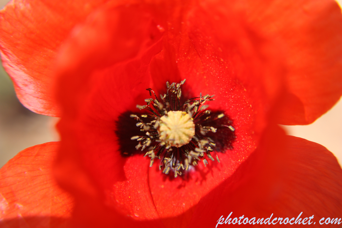 Red Poppy - Image