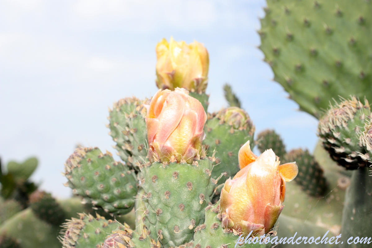 Prickly Pear - Image