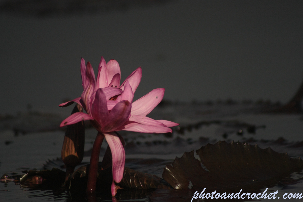 Red Lotus Flower - Image