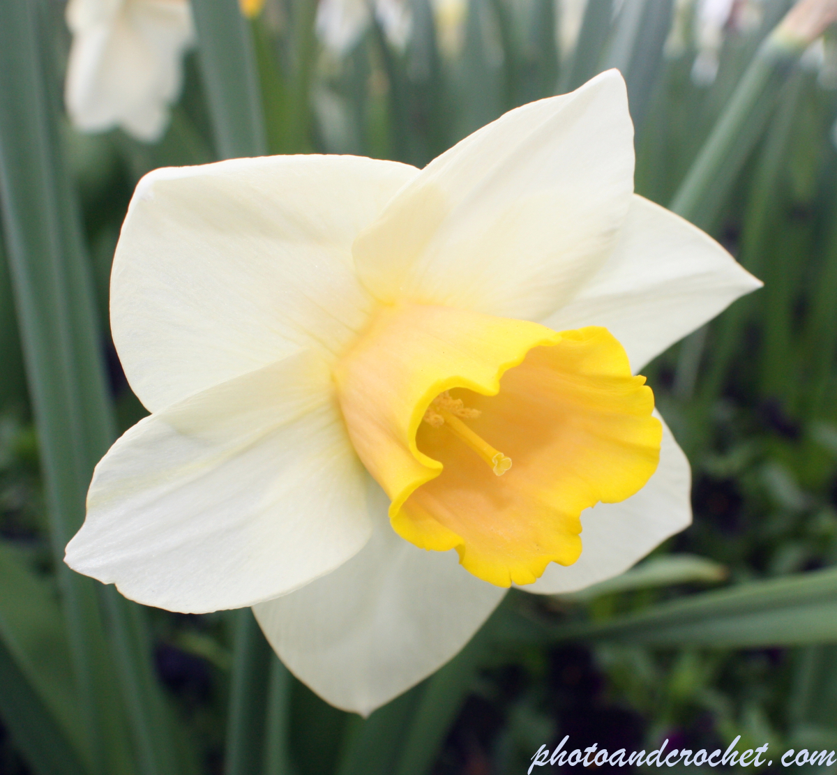 Narcissus - daffodil - Image