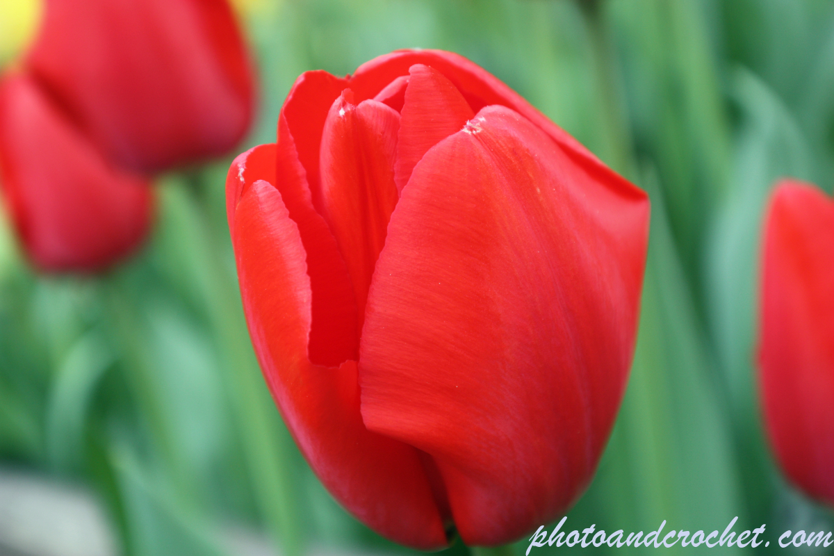 Tulip - Image