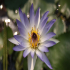Water lily - Nymphaea capensis