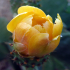 Prickly Pear 07
