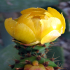 Prickly Pear 08