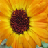 Sunflower - Image