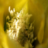 Prickly Pear - Image