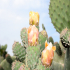 Prickly Pear 03