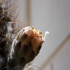 Prickly Pear 04
