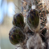 Prickly Pear 05