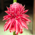 Red Torch Ginger - Image