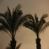 Palm tree - Image