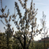 Apple tree - flowering